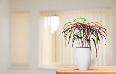 A plant flower in a ceramic pot stands on the table at home.