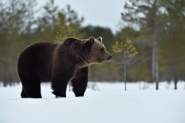 European brown bear on snow early in sprint