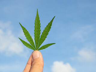 Fototapeta na wymiar Close-up of hand holding cannabis leaf with a blue sky and clouds background