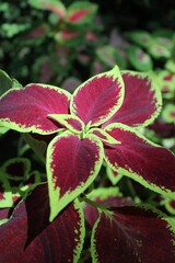 red and yellow flower