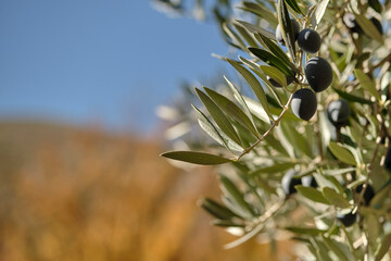 Olive tree with olives with a soft ocher yellow background. Olive trees in Jaen, Andalucia, Spain.