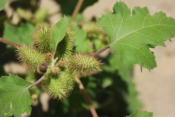 chestnuts on a tree