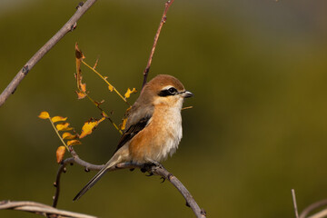 体を膨らませ寒さに耐えるモズ