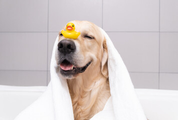 The dog is sitting in a bubble bath with a yellow duckling and soap bubbles. Golden Retriever...