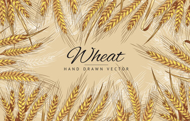 Wheat hand drawn banner layout, vintage engraving style vector illustration.