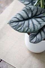 close up of Alocasia silver dragon leave