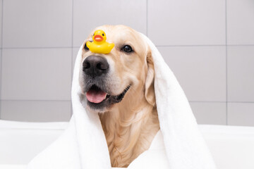 The dog is sitting in a bubble bath with a yellow duckling and soap bubbles. Golden Retriever...
