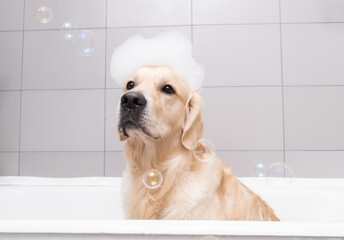 The dog is sitting in a bubble bath with a yellow duckling and soap bubbles. Golden Retriever...