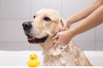 The girl's hands wash the dog in a bubble bath. The groomer washes his golden retriever with a...
