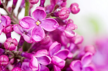 Fototapeta na wymiar Lilacs in close-up. Purple flowers. Water droplets on the flower.