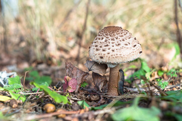A slug eats a mushroom. Gastropoda on the stalk of the mushroom.
