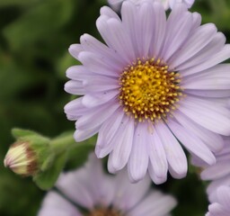 Obraz premium pink daisy flower