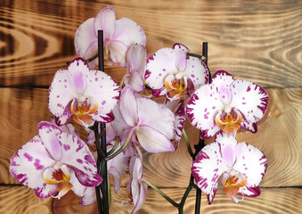 Blooming Bernadette Phalaenopsis orchid on a wooden background, selective focus, blurred background, horizontal orientation.