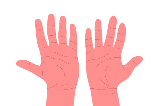 Human hads palms illustration. Ope human hands over wrist. White background.
