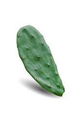 Cactus  leaf isolated on white background. This has clipping path.                