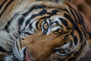 Lying tiger, close up. Tiger face background