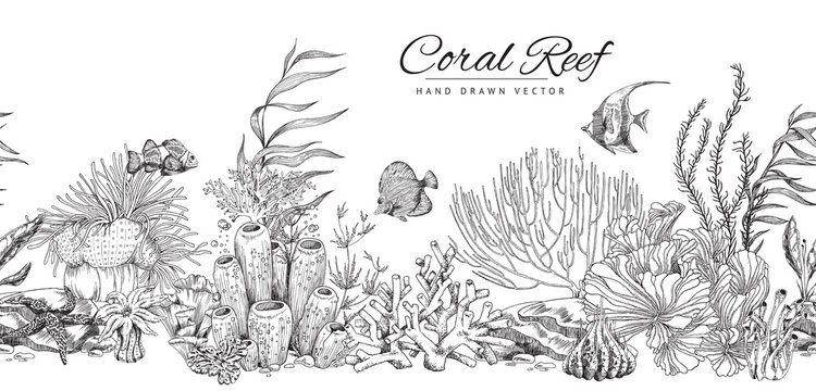 Seamless hand drawn coral reef banner in engraved sketch style - vector illustration.