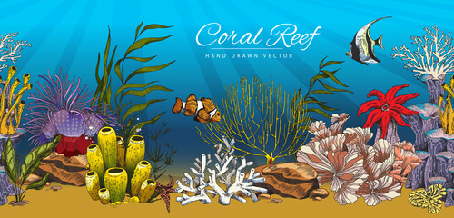 Coral reef hand drawn decorative background or banner vector illustration.
