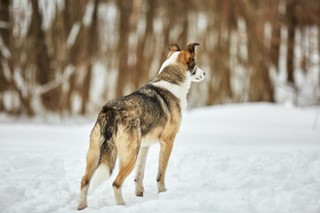 Fototapeta na wymiar The dog walks in the winter in nature with its owner. They train and play 