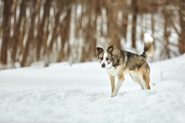 The dog walks in the winter in nature with its owner. They train and play    