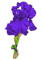Illustration with purple iris flower on a white background - 472018173
