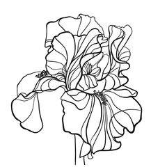 One iris flower on a white background, contour drawing. - 472018185