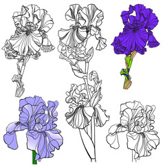 Set of the drawn contours of the Iris flower on a white background - 472018308