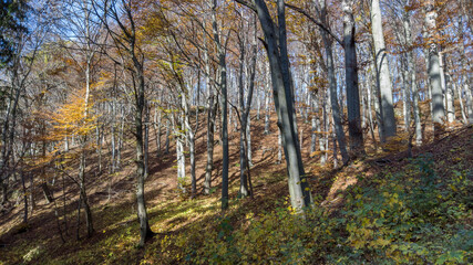 Obraz premium Herbstwald