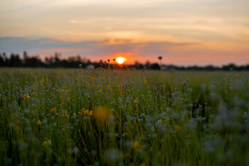 blurry meadow images see the sunset