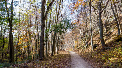 Fototapeta premium Waldweg im Herbst