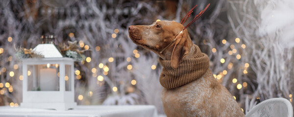 New year and Christmas concept with Braque Du Bourbonnais dog wearing reindeer antlers headband in snow