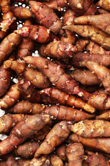 Jerusalem artichoke on a white background