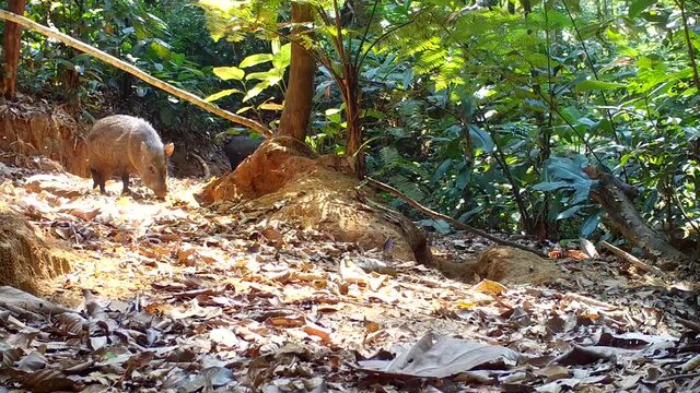 wild animal in the rainforest . peccary in the amazon