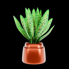 Green plant in a pot