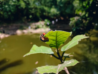 The eastern tent caterpillar is a species of moth in the family Lasiocampidae, the tent caterpillars or lappet moths.