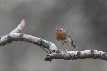 European robin Erithacus rubecula in close view