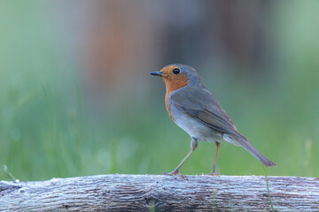 European robin Erithacus rubecula in close view