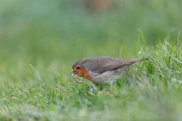 European robin Erithacus rubecula in close view