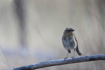 European robin Erithacus rubecula in close view