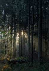 Rising sun and sunrays in a forest on a hazy morning in spring, a fairy landscape