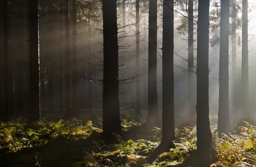 Fototapeten Sunrays in a forest on a hazy morning in spring, a fairy landscape © Matauw