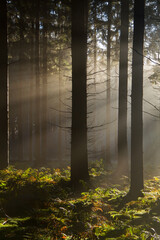 Sunrays in a forest on a hazy morning in spring, a fairy landscape