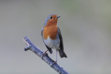 European robin Erithacus rubecula in close view