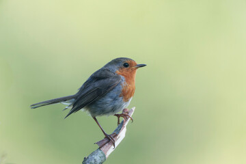 European robin Erithacus rubecula in close view
