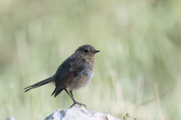 European robin Erithacus rubecula in close view