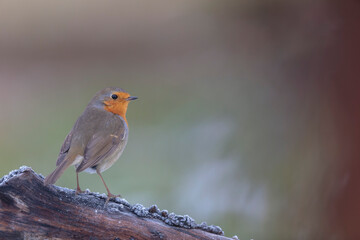 European robin Erithacus rubecula in close view