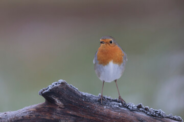 European robin Erithacus rubecula in close view