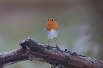 European robin Erithacus rubecula in close view