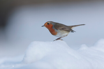 European robin Erithacus rubecula in close view
