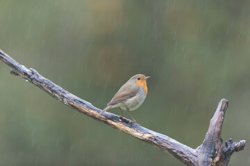 European robin Erithacus rubecula in close view